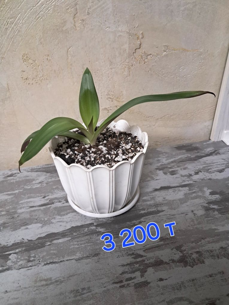 Продам кактусы и рео