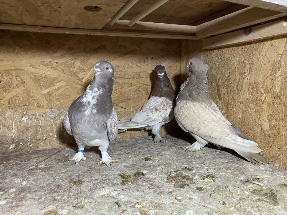 De vanzare porumbei blondineti