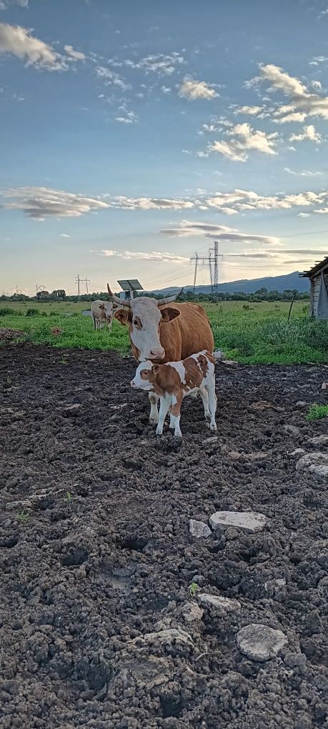 Vând vaca cu viețil