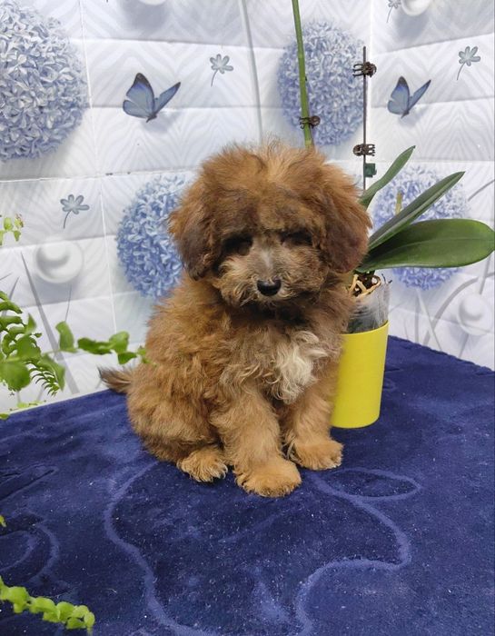 Девочка, мальтипу F1 , мини.