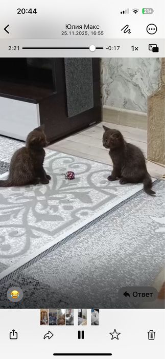 Шотланские шоколадки в подарок на новый год