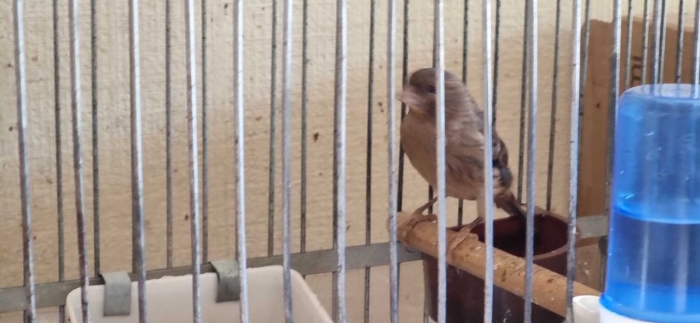 Кенар от привозных, 7 мес, красное дерево цвета