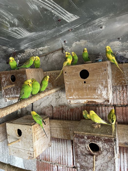 Vand diferite specii de papagali