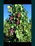 Struguri de vin și de masă