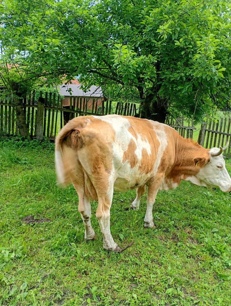 Vacă de vânzare.