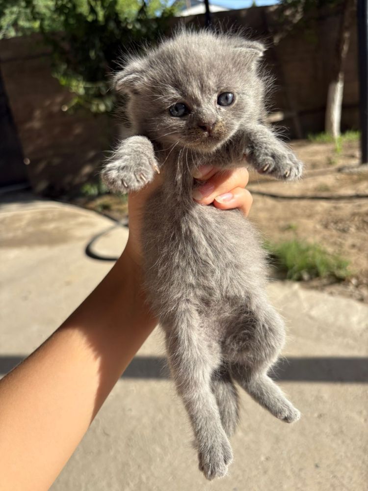 Катенок 1,5 айлык