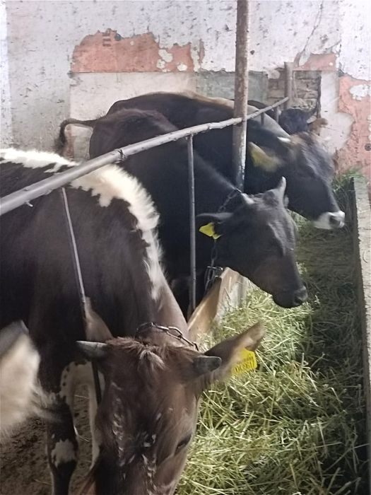 Соғыпға тайыншалар сатылады