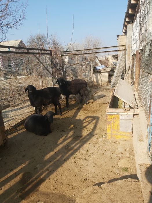 Семыз кошкарлар сатылады