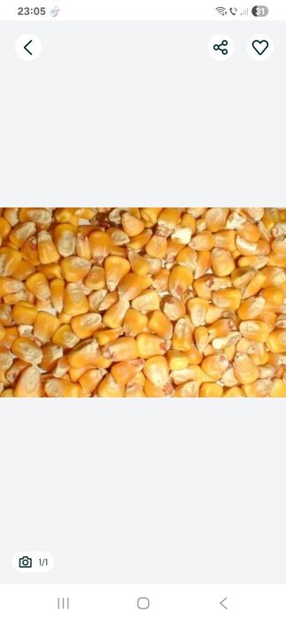 Vînd porumb 80 bani cantități mari transport inclus tripicale 1 leu