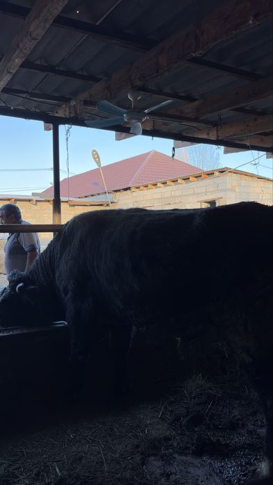 Продается бычок.