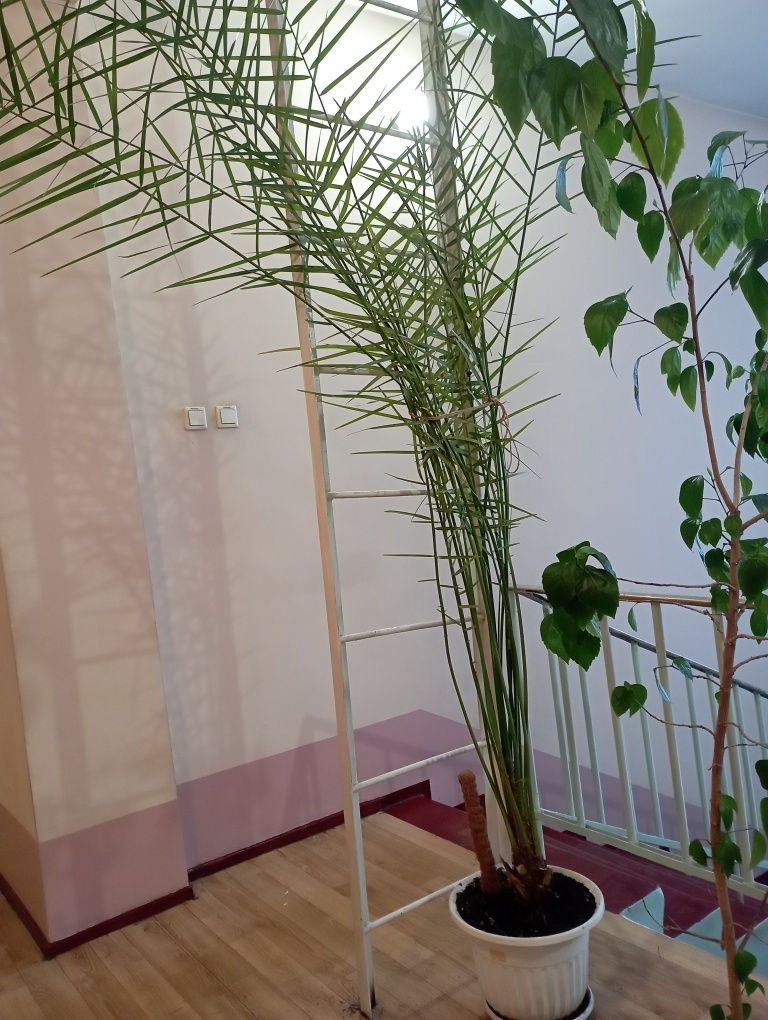 Продам пальму финиковую