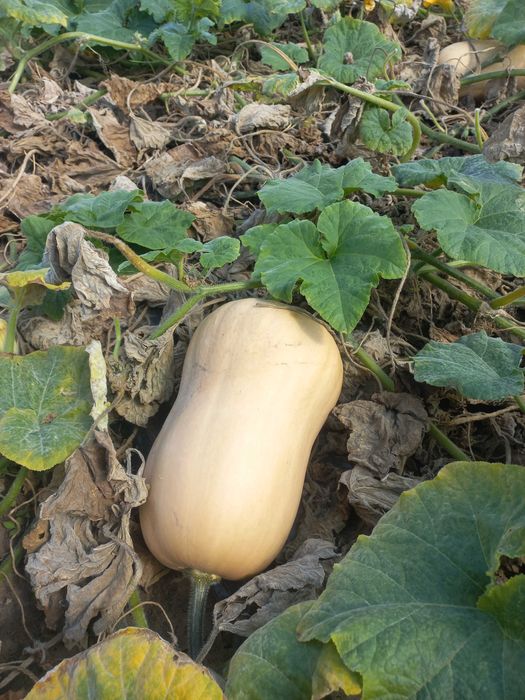 Vând dovleci placintari si copt