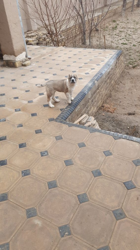 Зотдор кчук горонтия