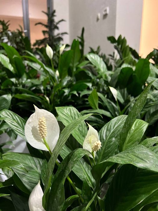 Садовник богбон хона гулларни экиб бериш хизмати