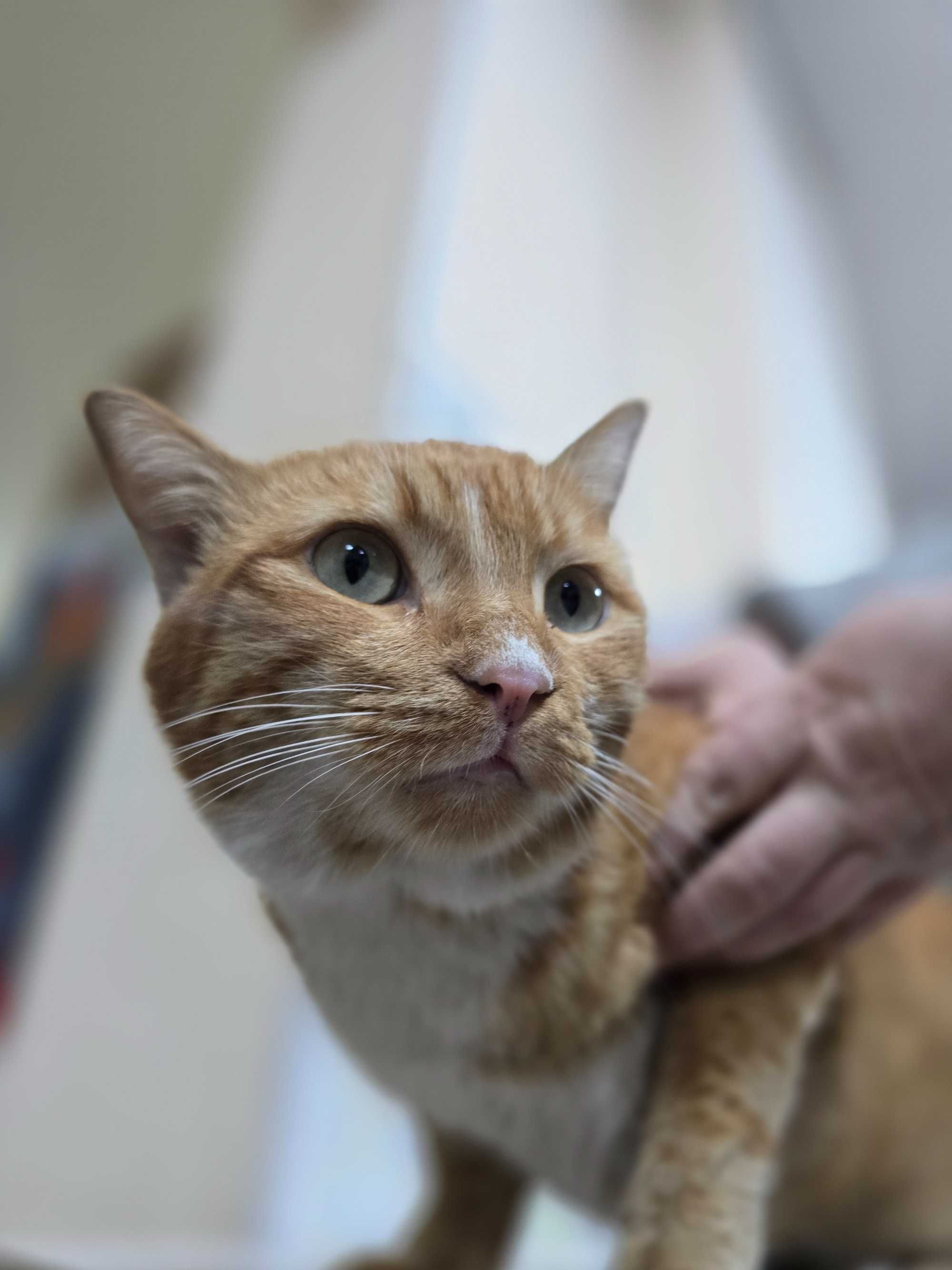 Рыжий кот, мальчик