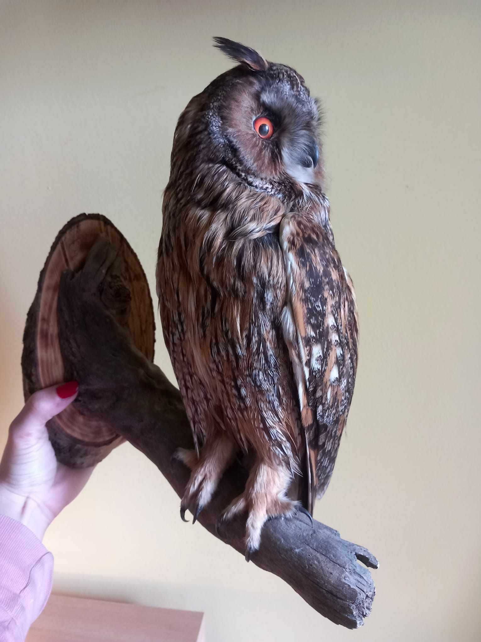 trofeu-trofee-naturalizat-taxidermie bufnita Waldohreule Germania