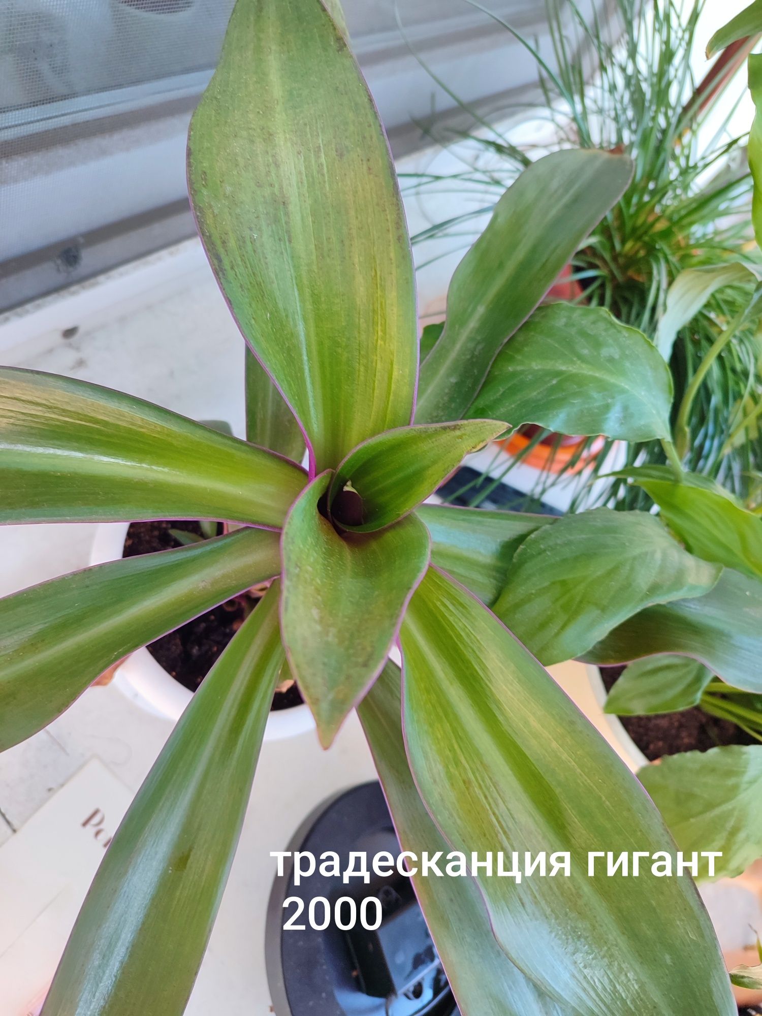 Продам комнатные растения