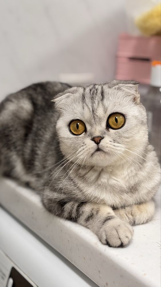 Шотланская вислоухая кошка
