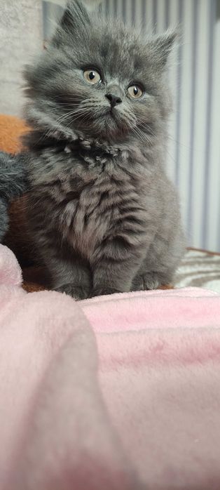 Породистый котёнок