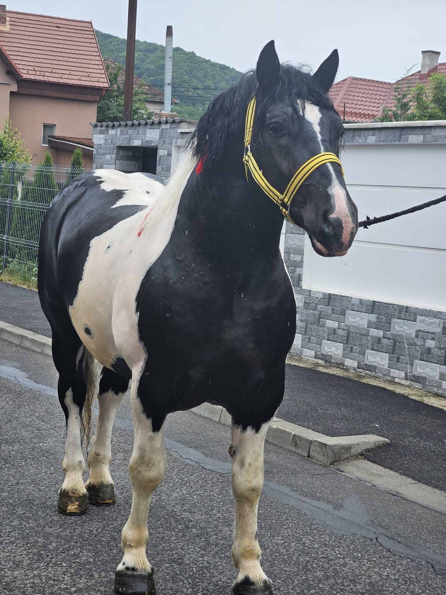 Armăsar de montă