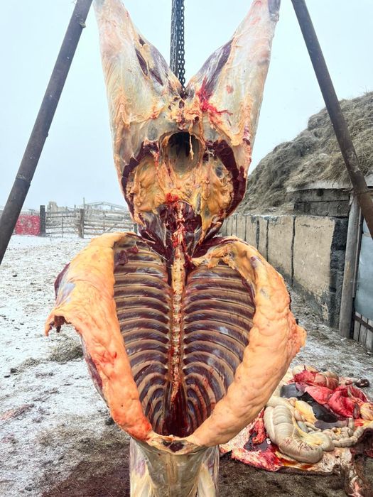 Продам мясо конина жабағы