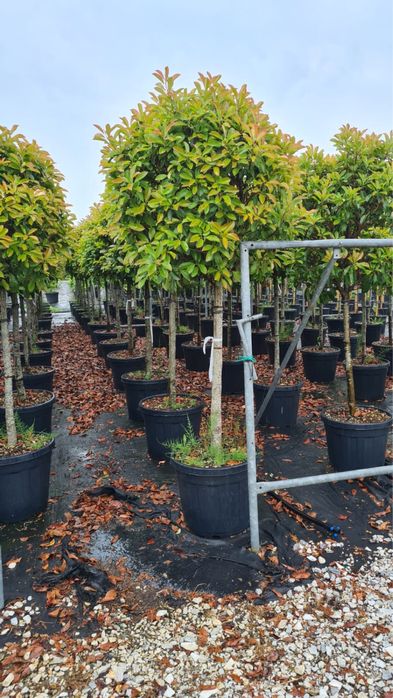 Vand photinia red robin