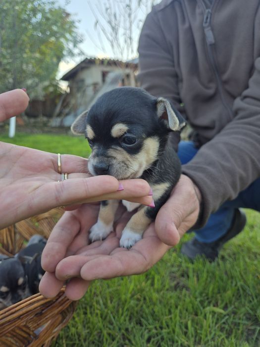 Мини чихуахуа пет момченца