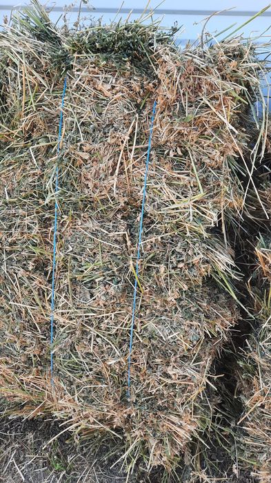 ‼️Baloti de  lucerna 2025‼️