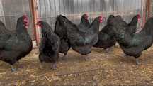 Oua incubat Australorp negru