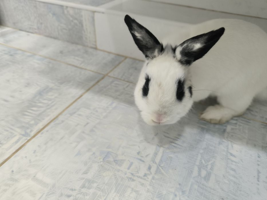 Карликовый кролик домашний 3 с половиной месяца
