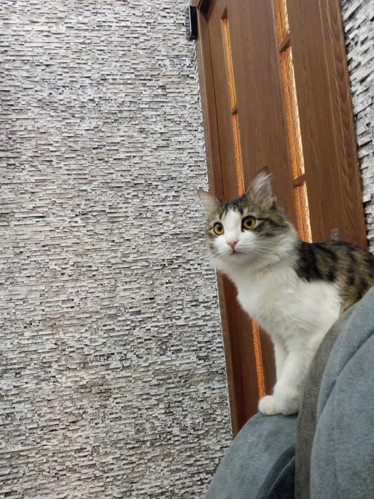 срочно пристрою своего кота