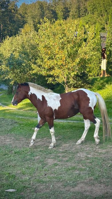 Armasar Pinto de 3 ani de vanzare