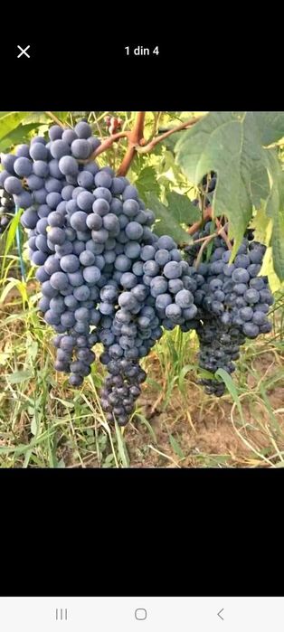 Butasi de vita de vie de anul 2 și de anul 2