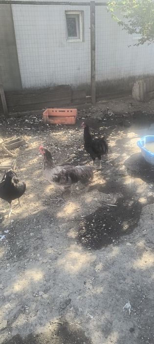 Vând  cocosi australorp de 5 luni  50 lei bucata la 18 km de Slatina