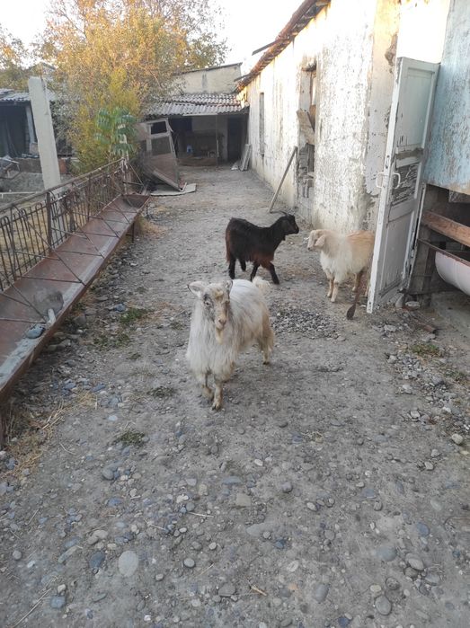 Assalom aleykum zòr semirgan echkilar soltiladi