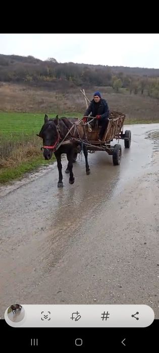 Vând cal castrat !!