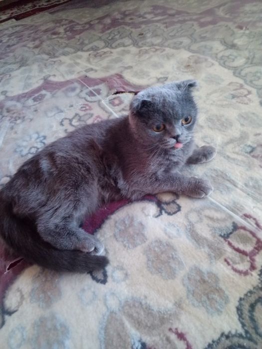 Mushuk sotiladi qiz bola