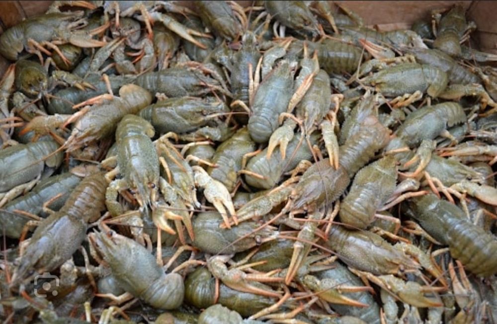 Живые раки средние и крупные