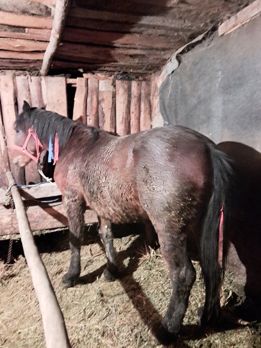 Mânz de vânzare cuminte