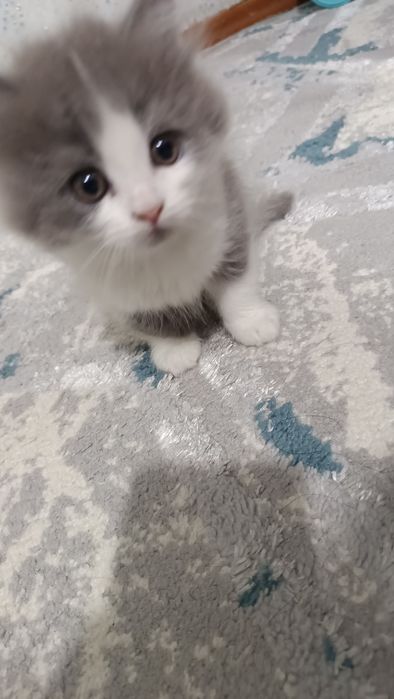 Продаётся котёнок скотиш страйт хайленд