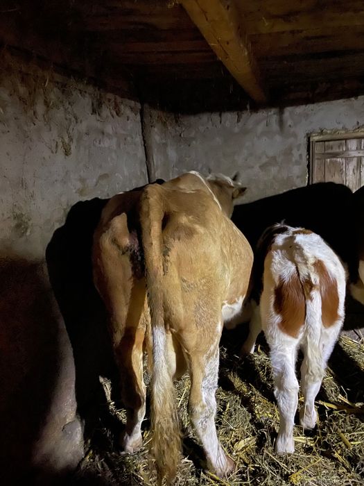 Vând vacă cu vițel