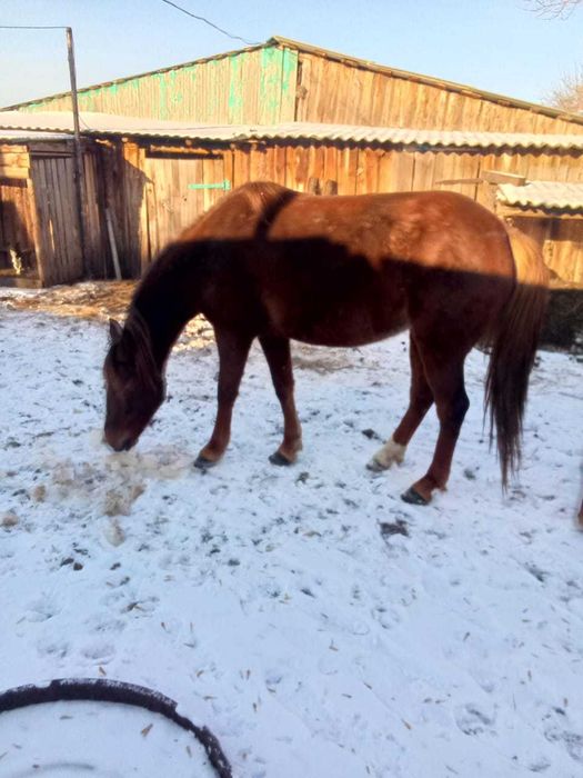 Продам или обменяю молодую кобылу