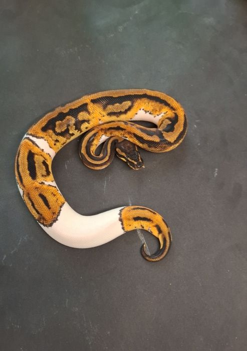 Кралски Питон Leopard Pied