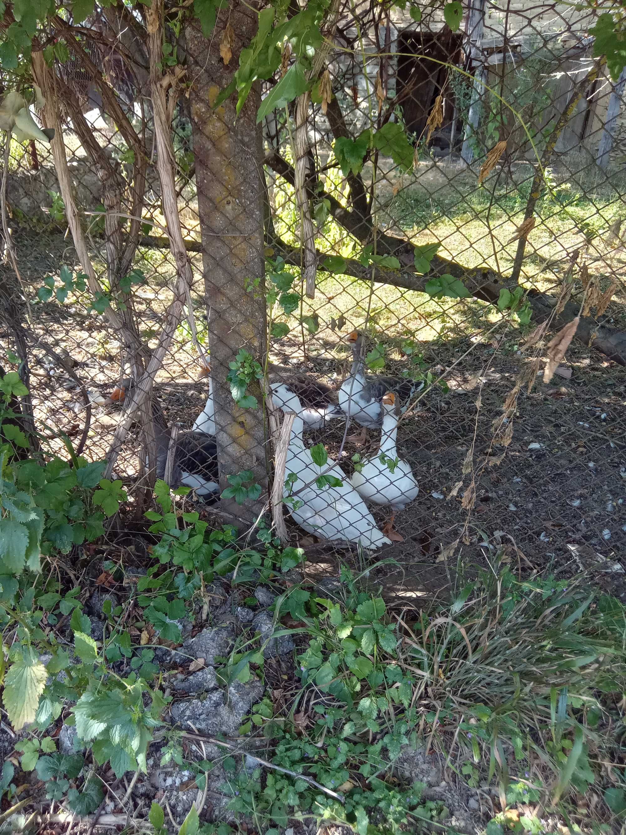 Продавам гъски..