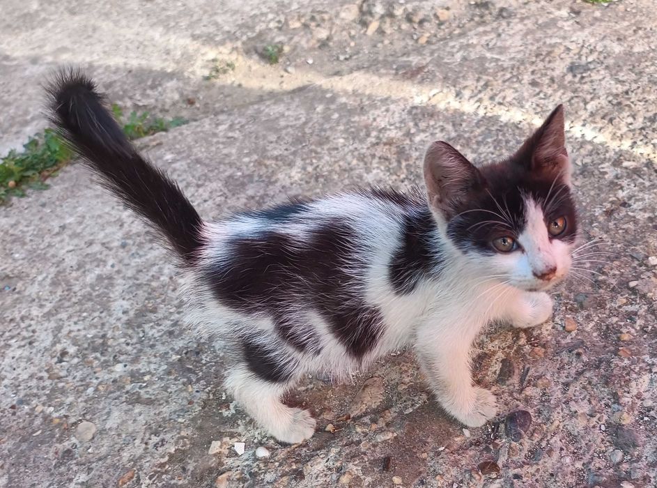 Pisic vesel si voinic - rasa Curajos Romanesc