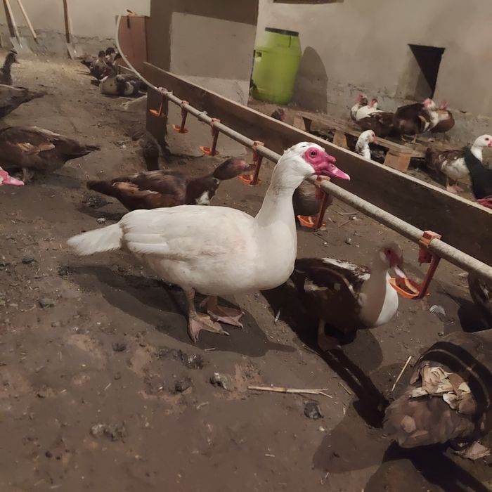 Продам Продам икубационные яйца мускусных уток