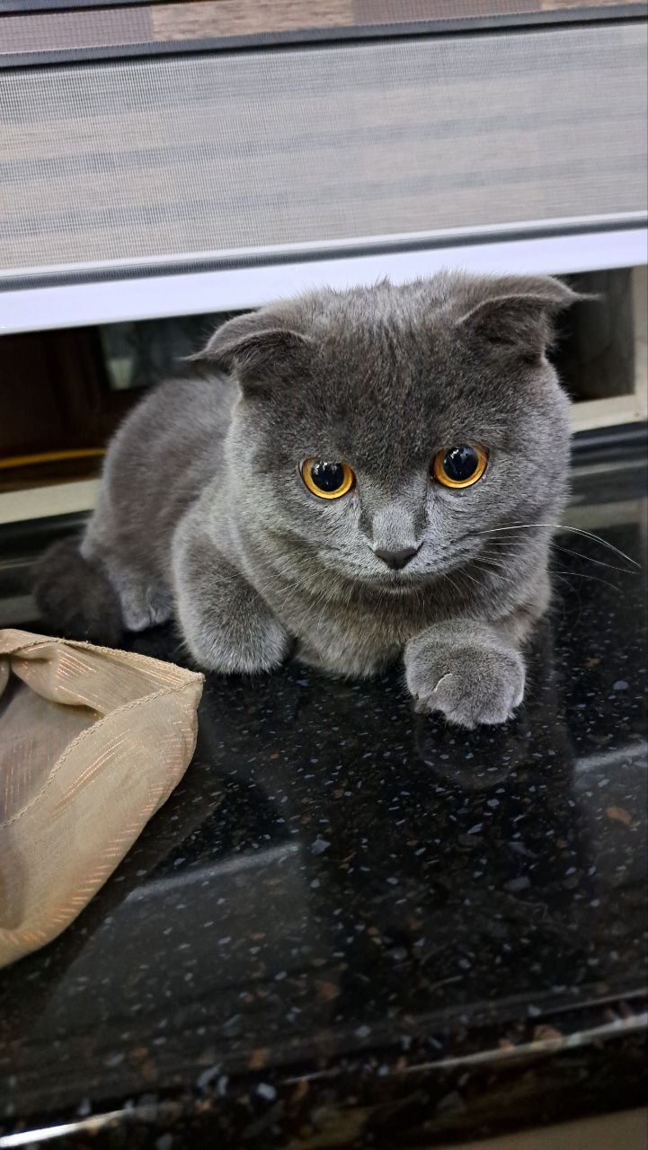 ВЯЗКА [Scottish fold]!!!