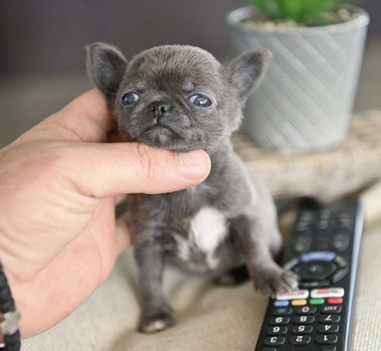 Женско миниатюрно чихуахуа синьо