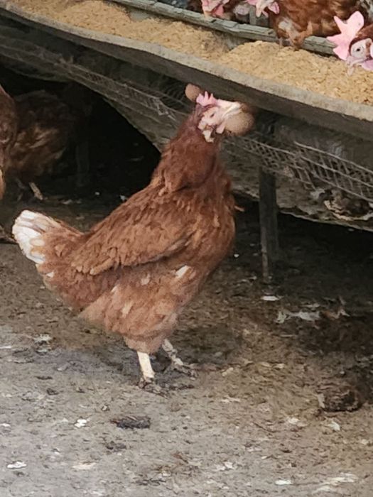 Продавам кокошки носачки ломан Браун за за яйца н
