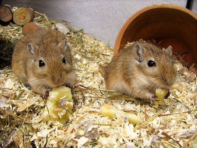 veverite gerbil blande